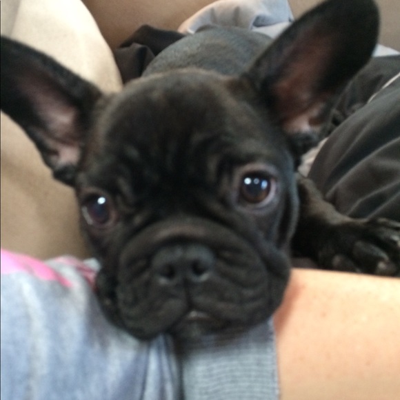frenchie2018oui